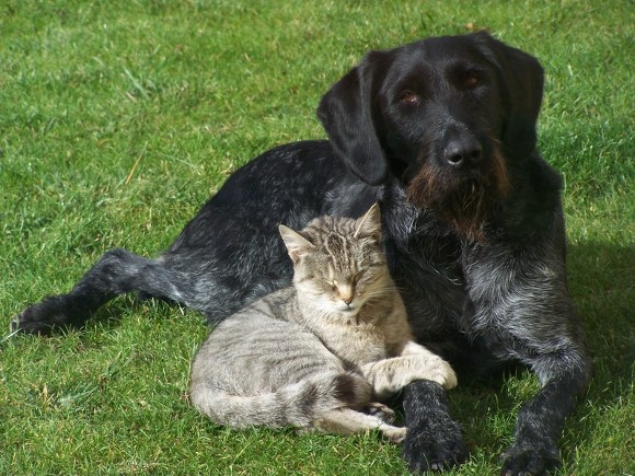Bioresonanz für Hunde, Katzen und Pferde